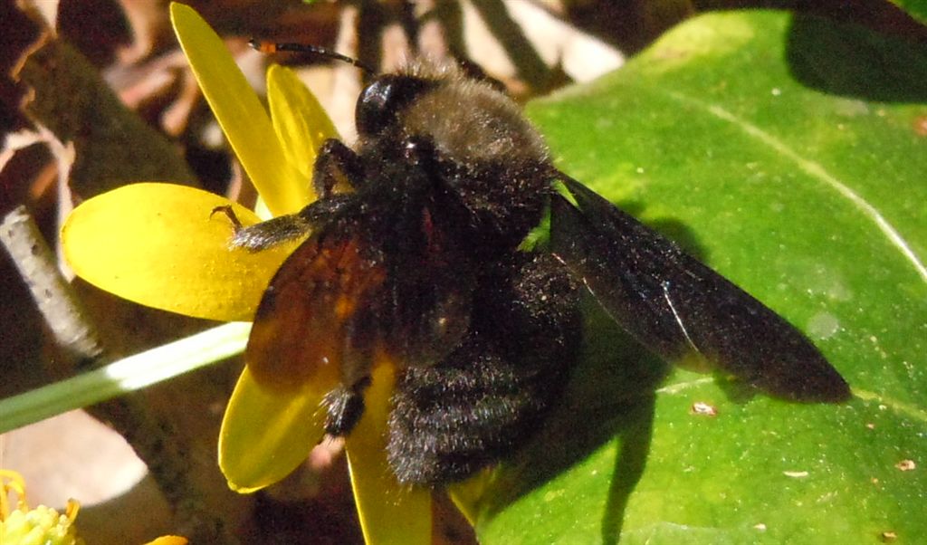 Xylocopa violacea ♂ (Apidae)