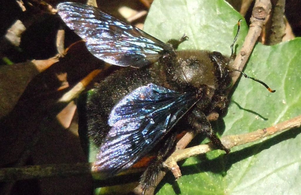 Xylocopa violacea ♂ (Apidae)