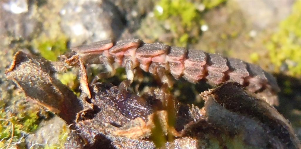 Larva di Lampyris noctiluca