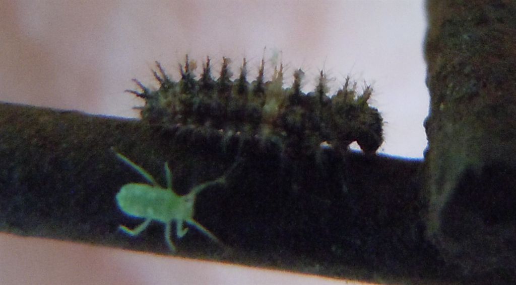 Chilocorus bipustulatus?