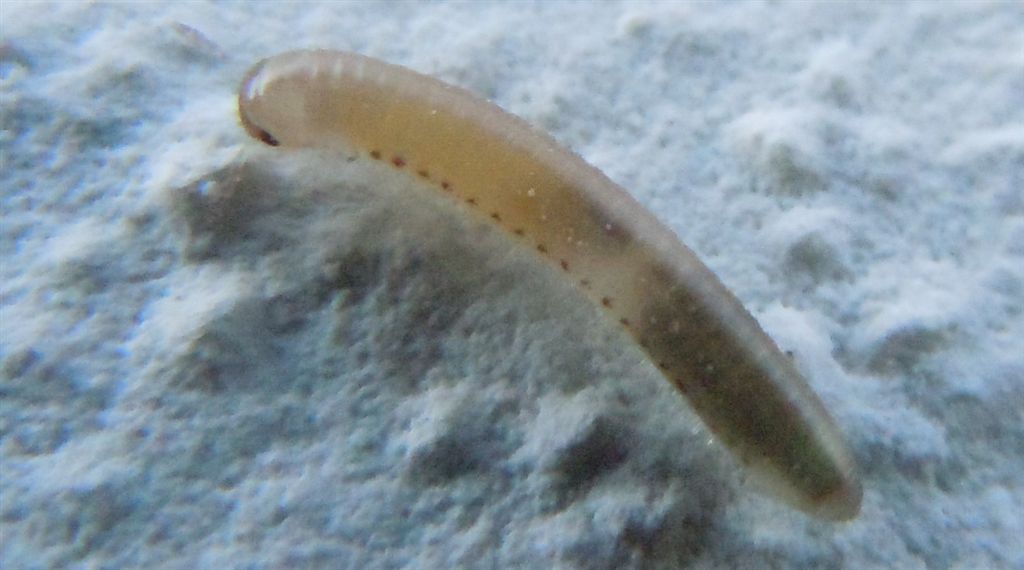 Larva trasparente? No, Giovane Julida