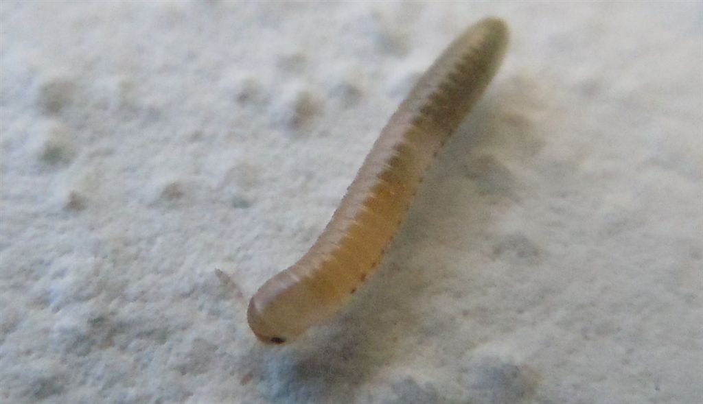 Larva trasparente? No, Giovane Julida