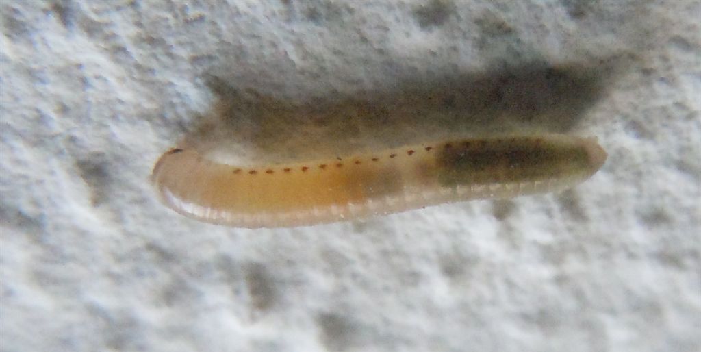 Larva trasparente? No, Giovane Julida