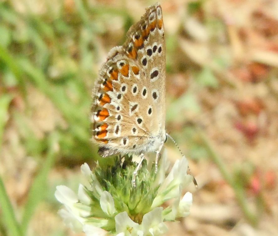 Lycaenidae e Pararge aegeria