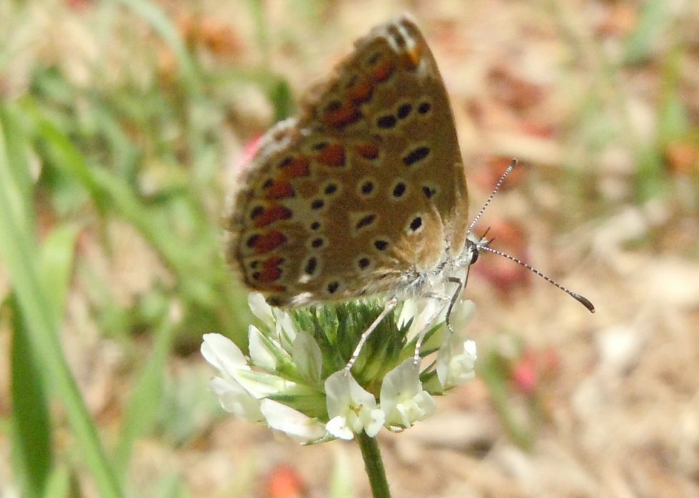 Lycaenidae e Pararge aegeria