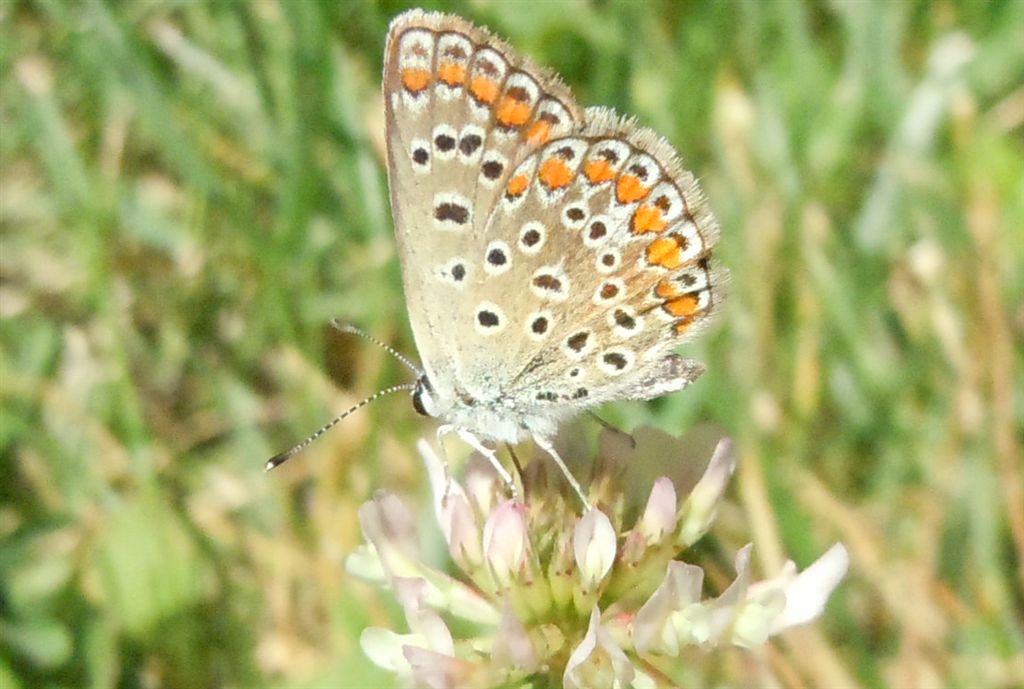 Polyommatus icarus?