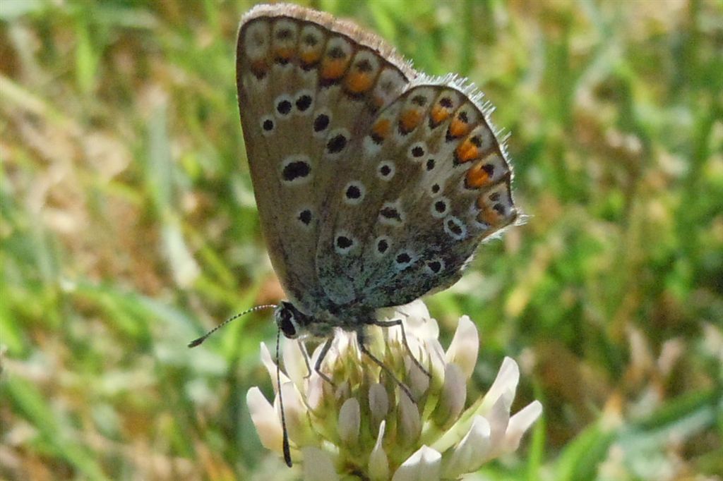 Polyommatus icarus?