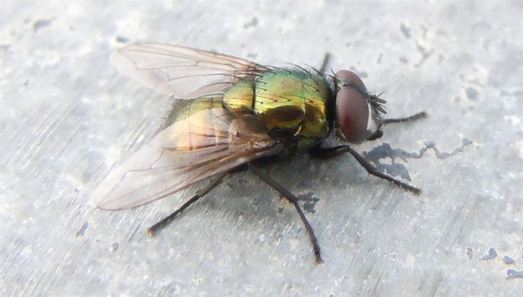 Lucilia caesar? No, Neomyia cornicina (Muscidae).