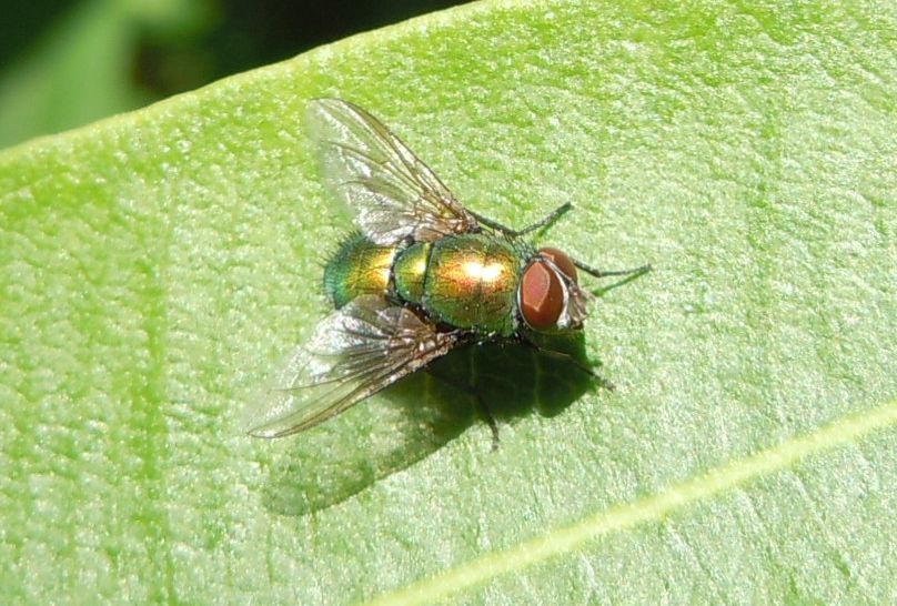 Lucilia? S. Lucilia caesar