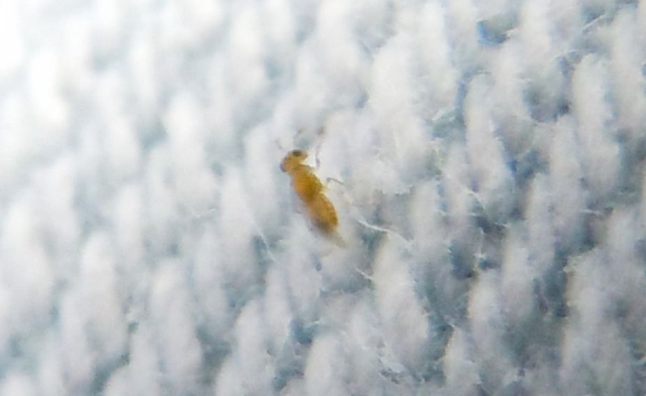 Micro alato...Aphelinidae?