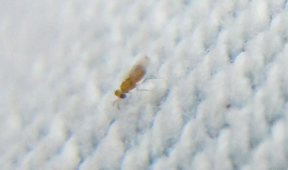 Micro alato...Aphelinidae?