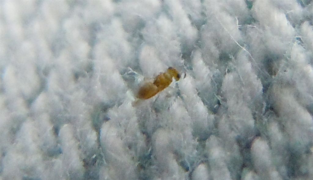 Micro alato...Aphelinidae?