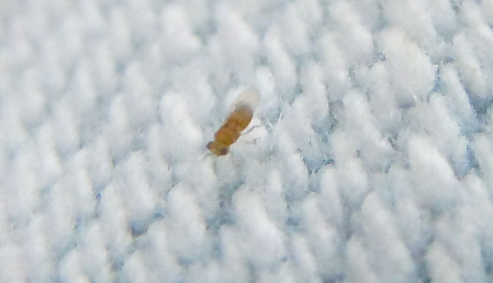 Micro alato...Aphelinidae?