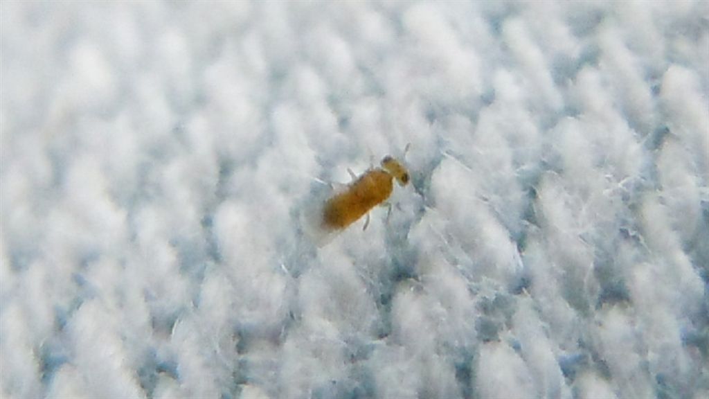 Micro alato...Aphelinidae?