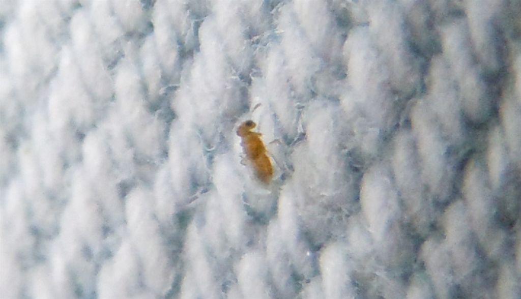 Micro alato...Aphelinidae?