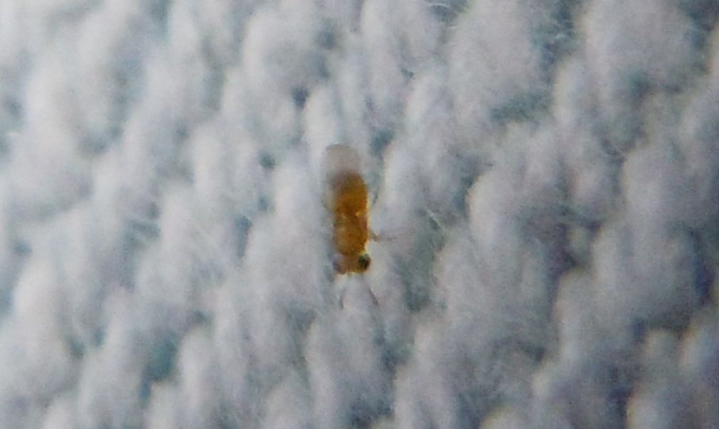 Micro alato...Aphelinidae?