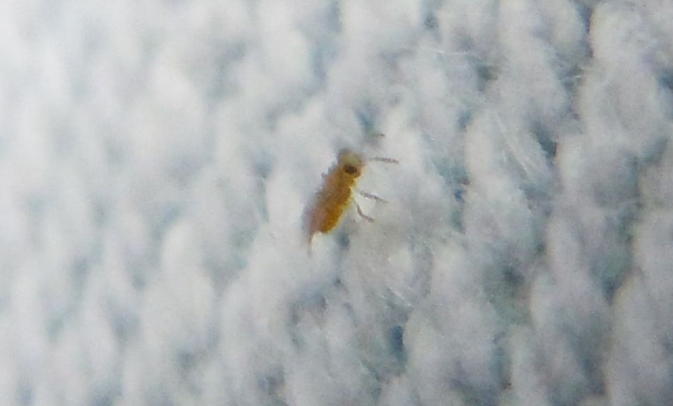 Micro alato...Aphelinidae?