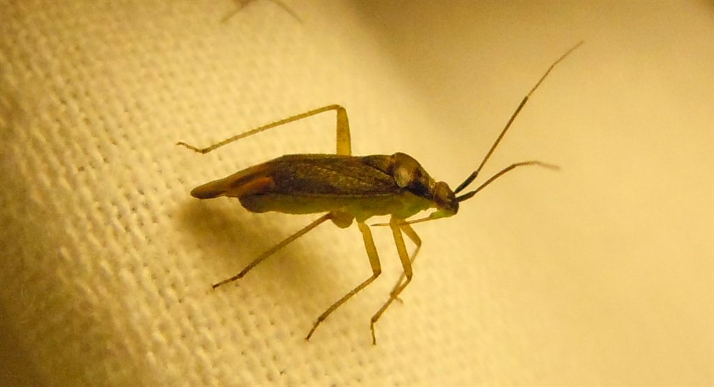 Miridae: Closterotomus trivialis della Campania (NA)