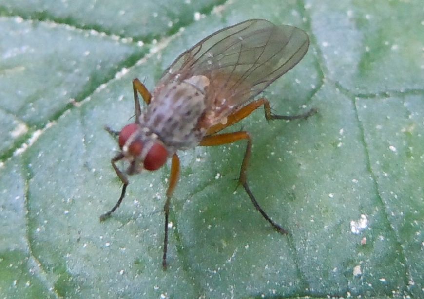 Mosca da Capodimonte: Pegomya sp. (Anthomyiidae)