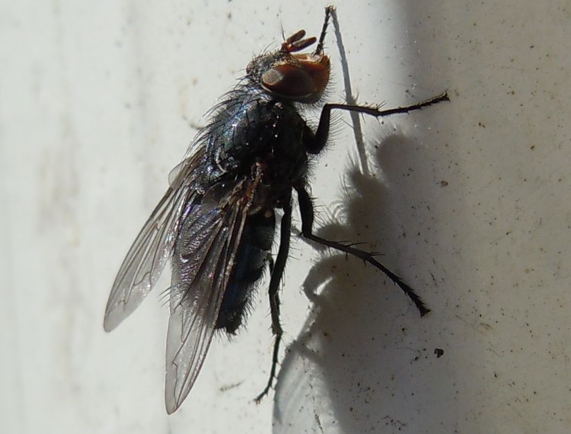 Calliphora vicina