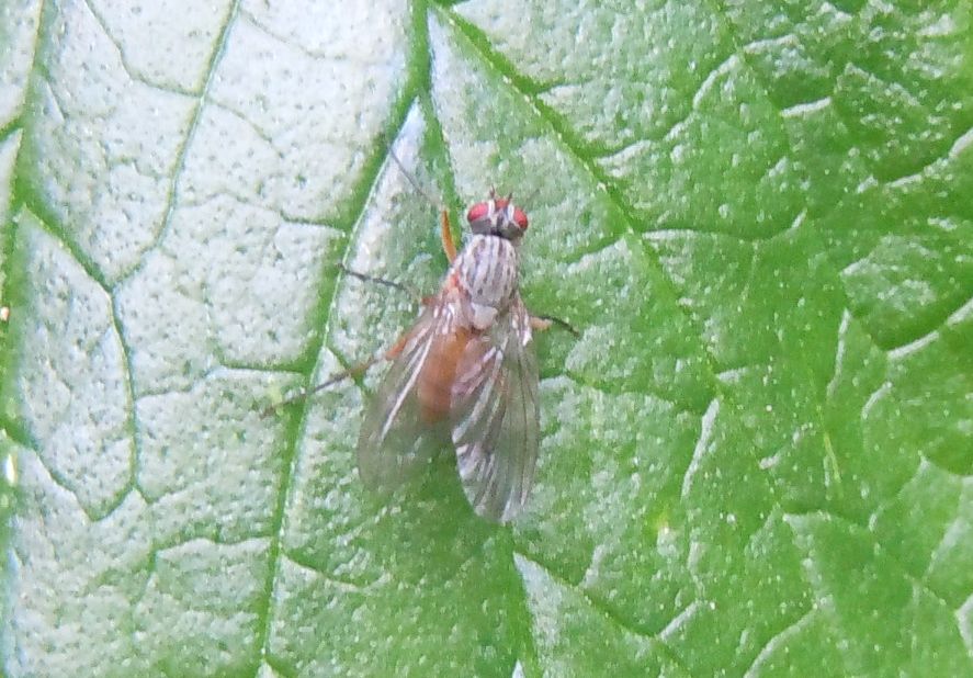 Mosca da Capodimonte: Pegomya sp. (Anthomyiidae)