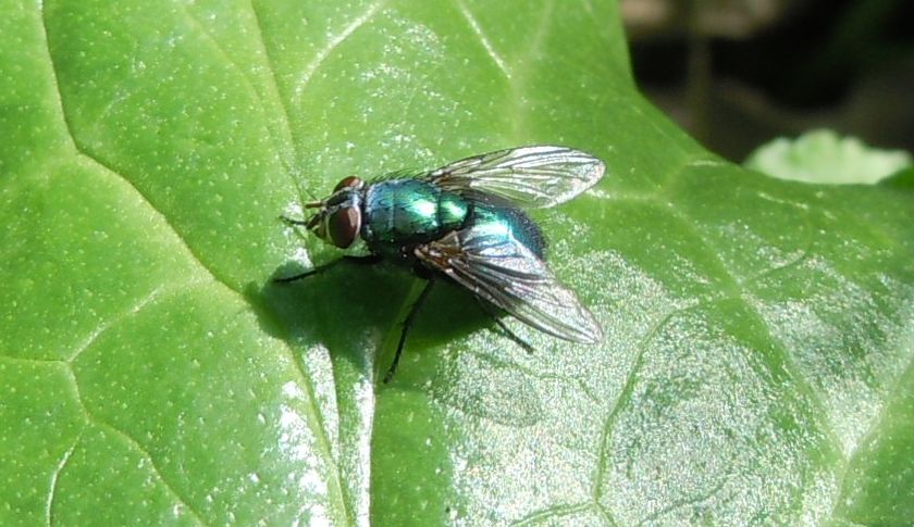 Dittero lago D''Averno:Lucilia sp.