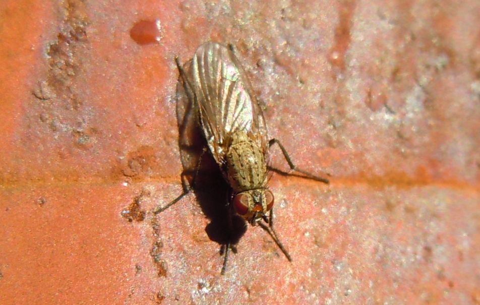 Dittero lago D''Averno:Anthomyidae