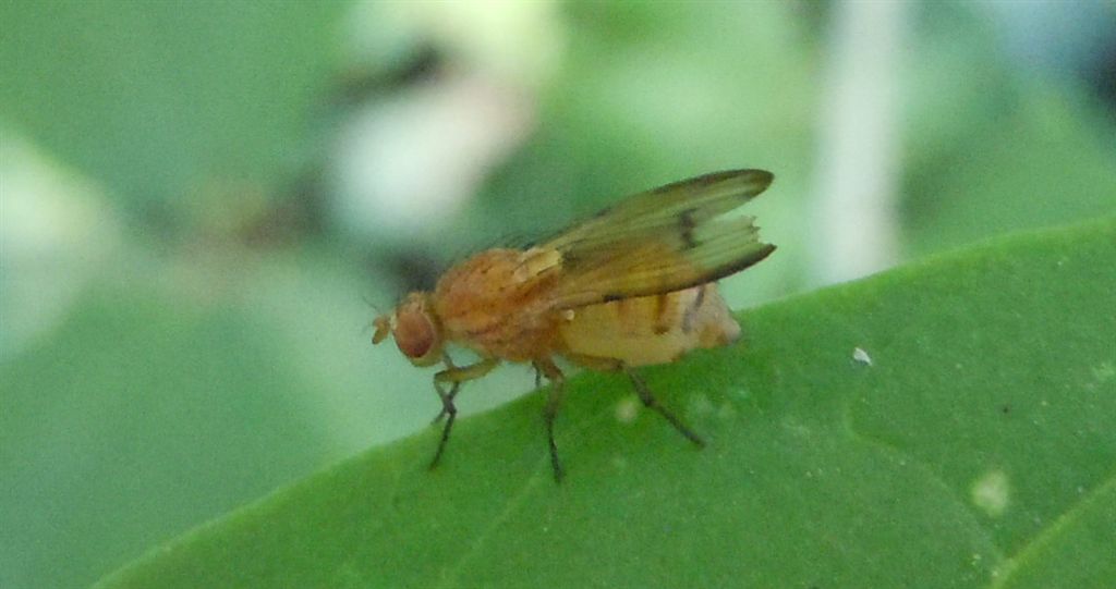 Lauxaniidae: Minettia inusta