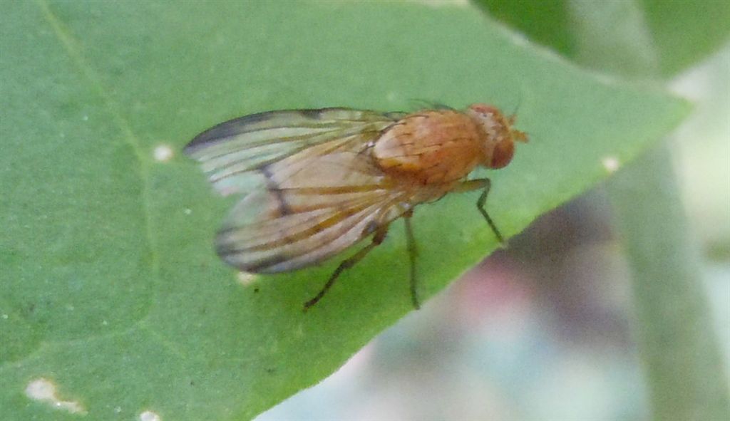 Lauxaniidae: Minettia inusta