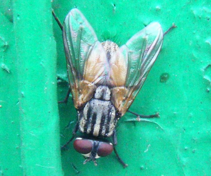 Musca domestica