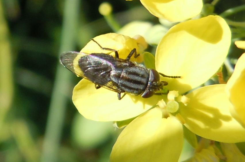 Dittero lago D''Averno: Stomorhina lunata