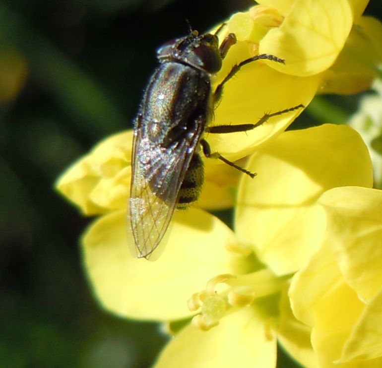 Dittero lago D''Averno: Stomorhina lunata