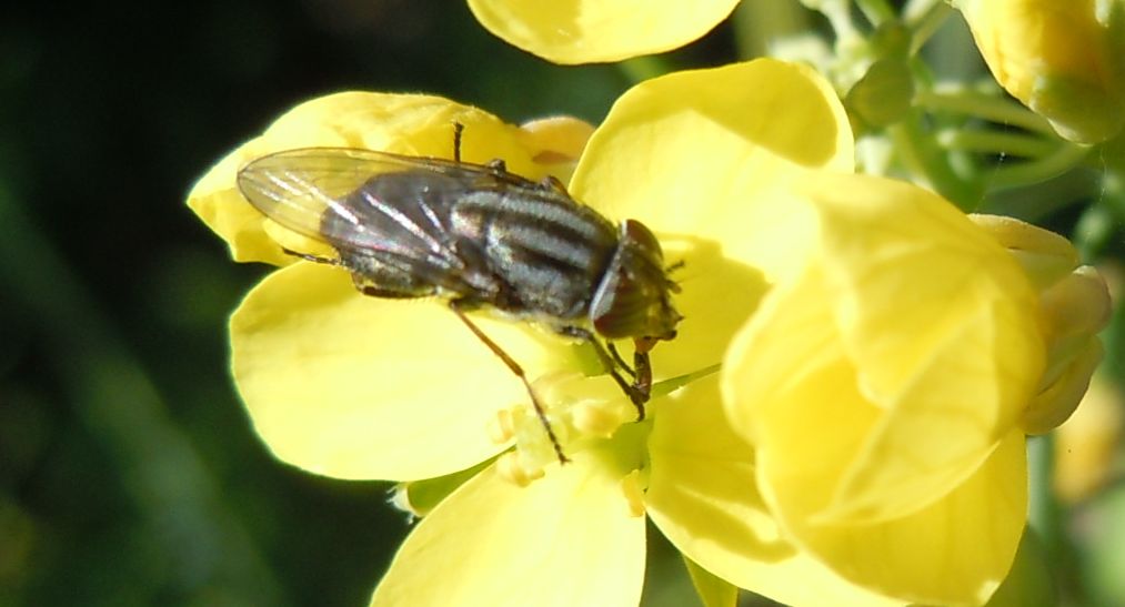 Dittero lago D''Averno: Stomorhina lunata