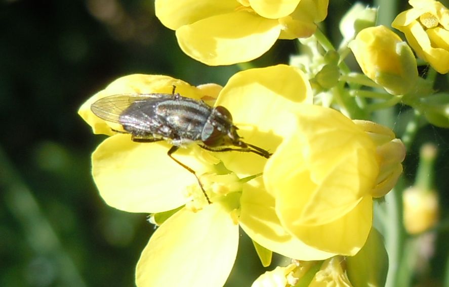 Dittero lago D''Averno: Stomorhina lunata