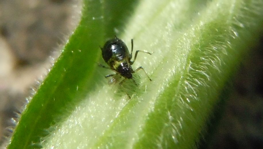 Neanide? No, adulto di Brachycaudus sp.