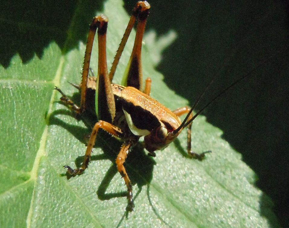 Neanide di Eupholidoptera sp.