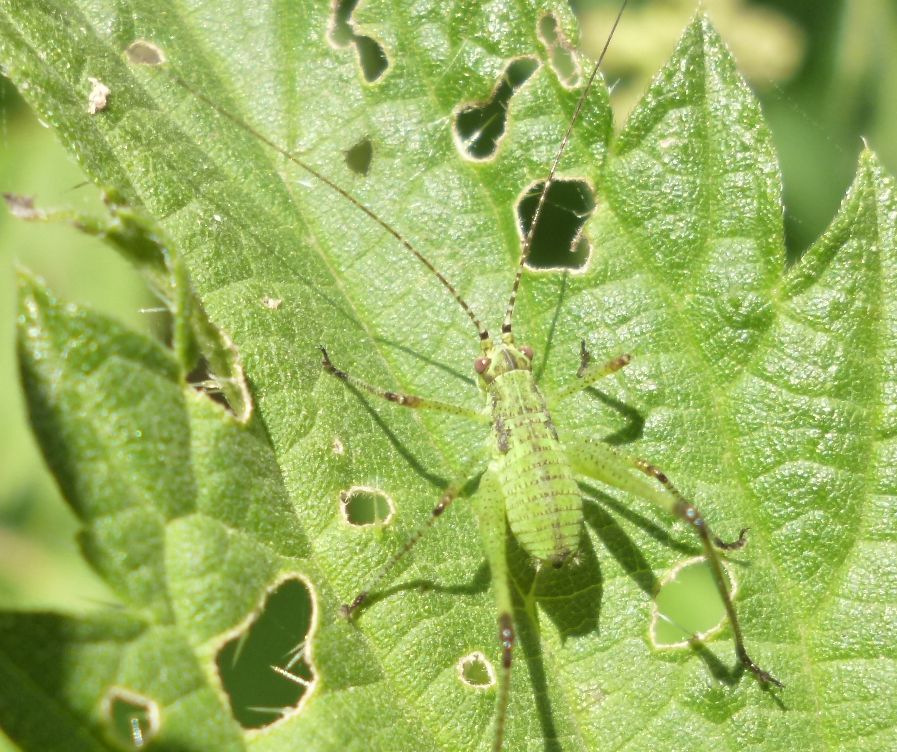 Neanide (probabilmente Phaneroptera)