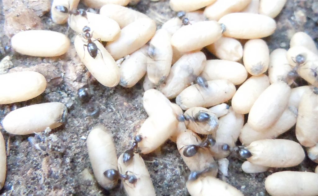 Nidi di Lasius sp con bozzoli di sessuati e operaie