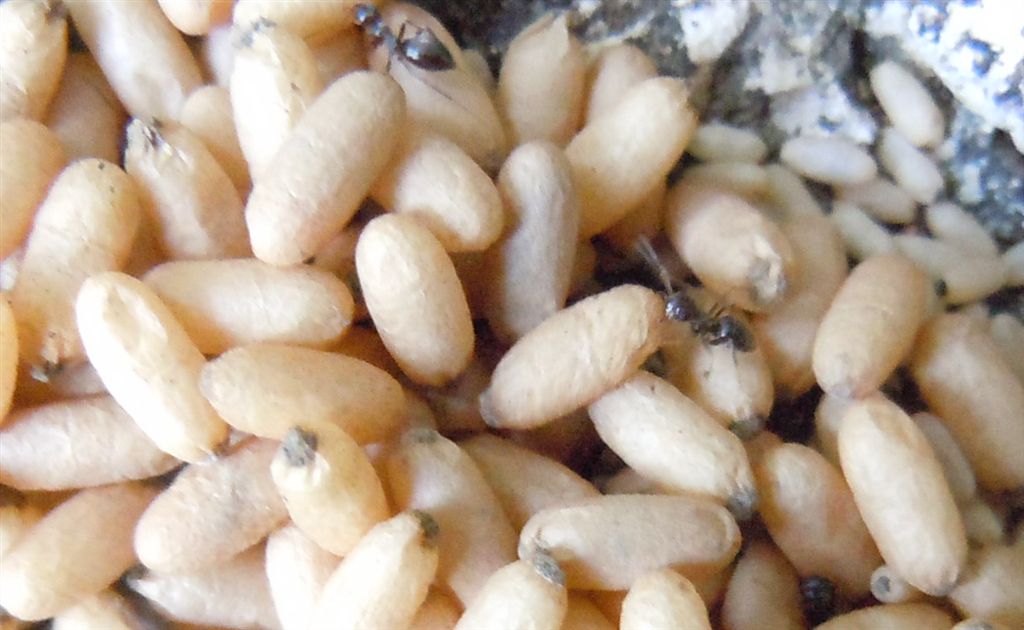 Nidi di Lasius sp con bozzoli di sessuati e operaie