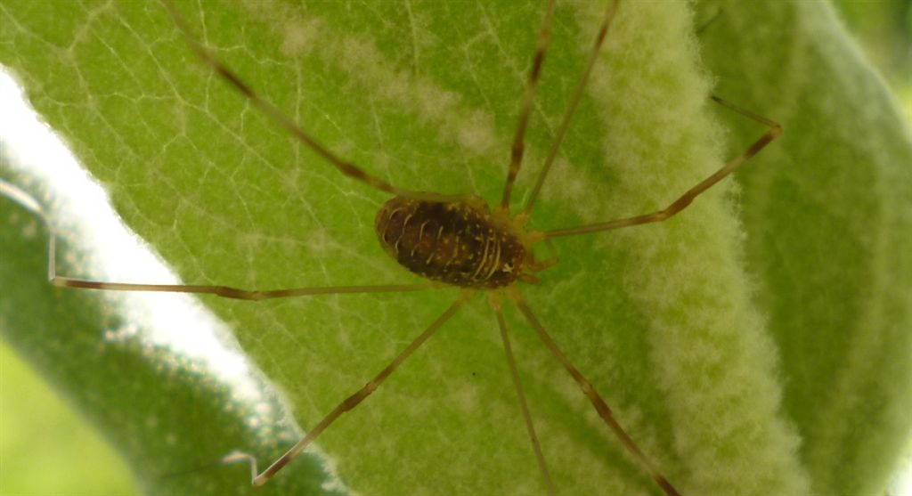 Opilio sp. dagli Astroni