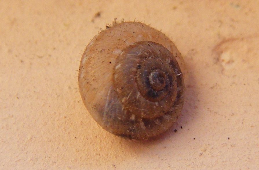 Conchiglia pelosa:Xerotricha conspurcata