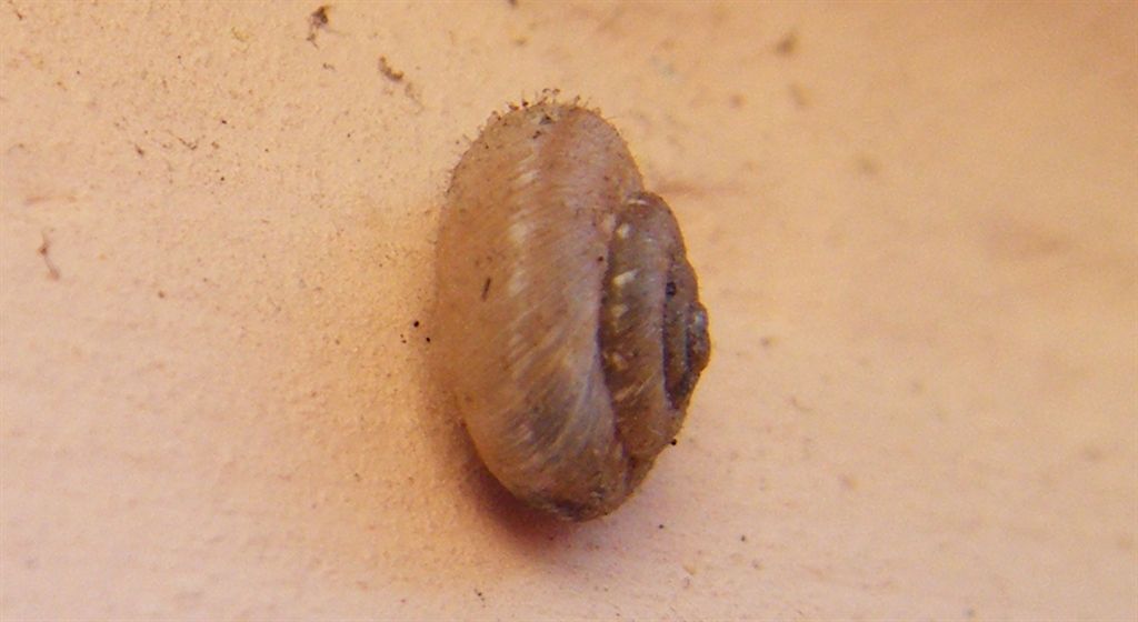 Conchiglia pelosa:Xerotricha conspurcata