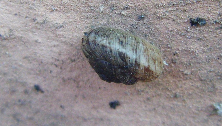 Conchiglia pelosa:Xerotricha conspurcata