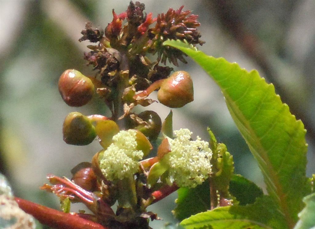 Arbusti - Ricinus communis