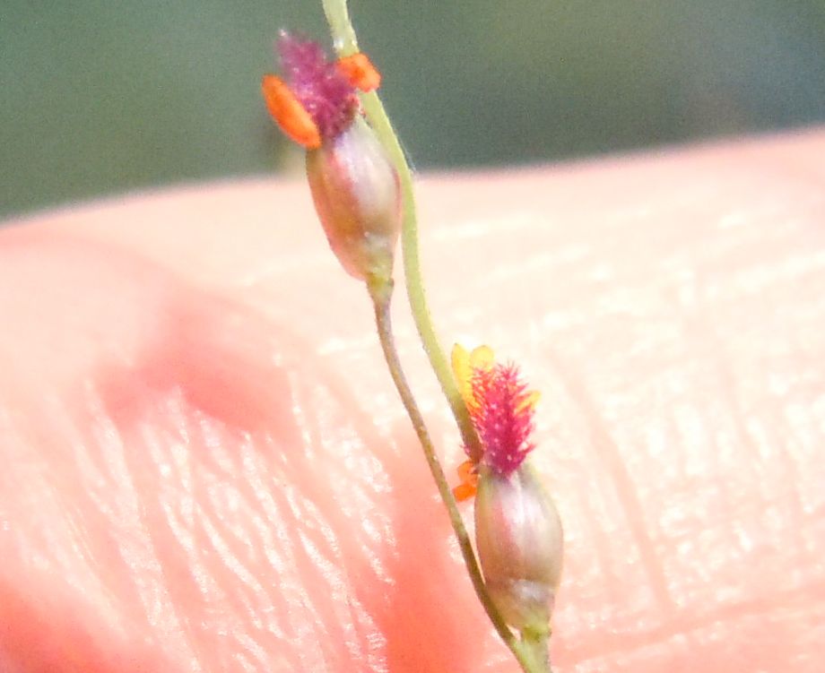 Pianta su lago - cfr. Panicum repens