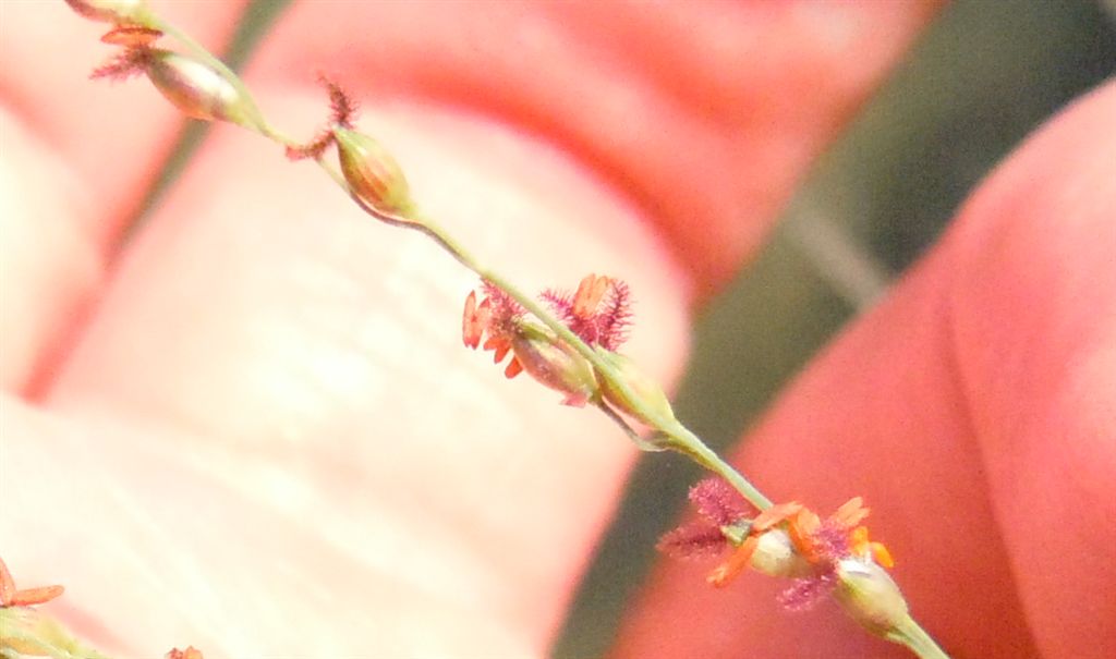 Pianta su lago - cfr. Panicum repens