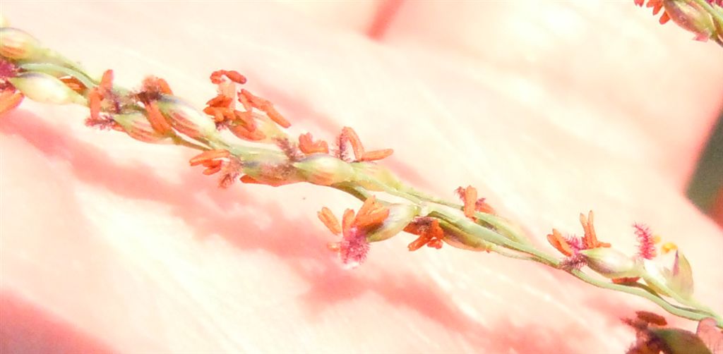 Pianta su lago - cfr. Panicum repens