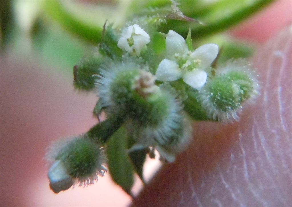 Galium aparine / Caglio asprello