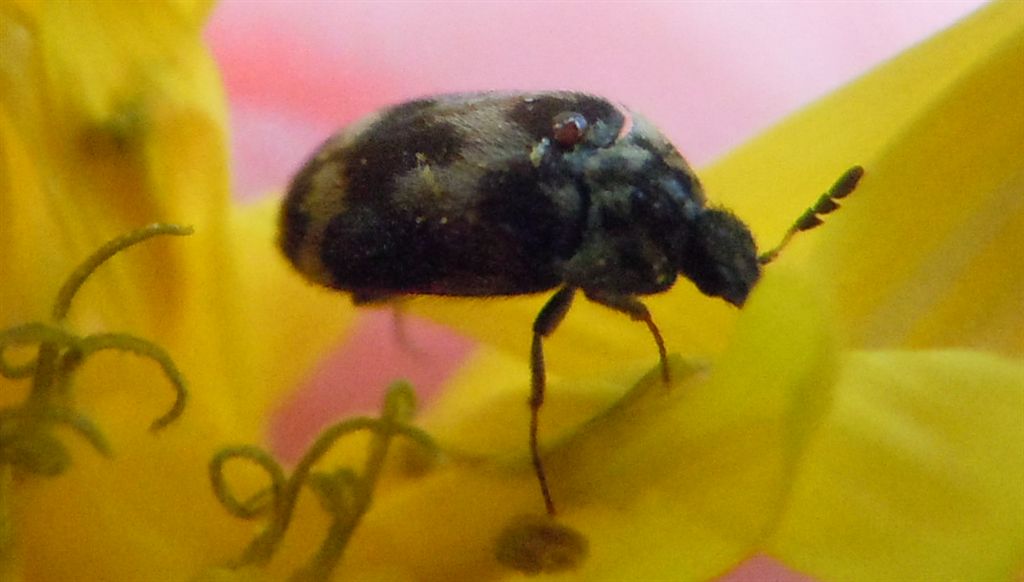 Coleotteri sotto la pioggia - Attagenus sp.