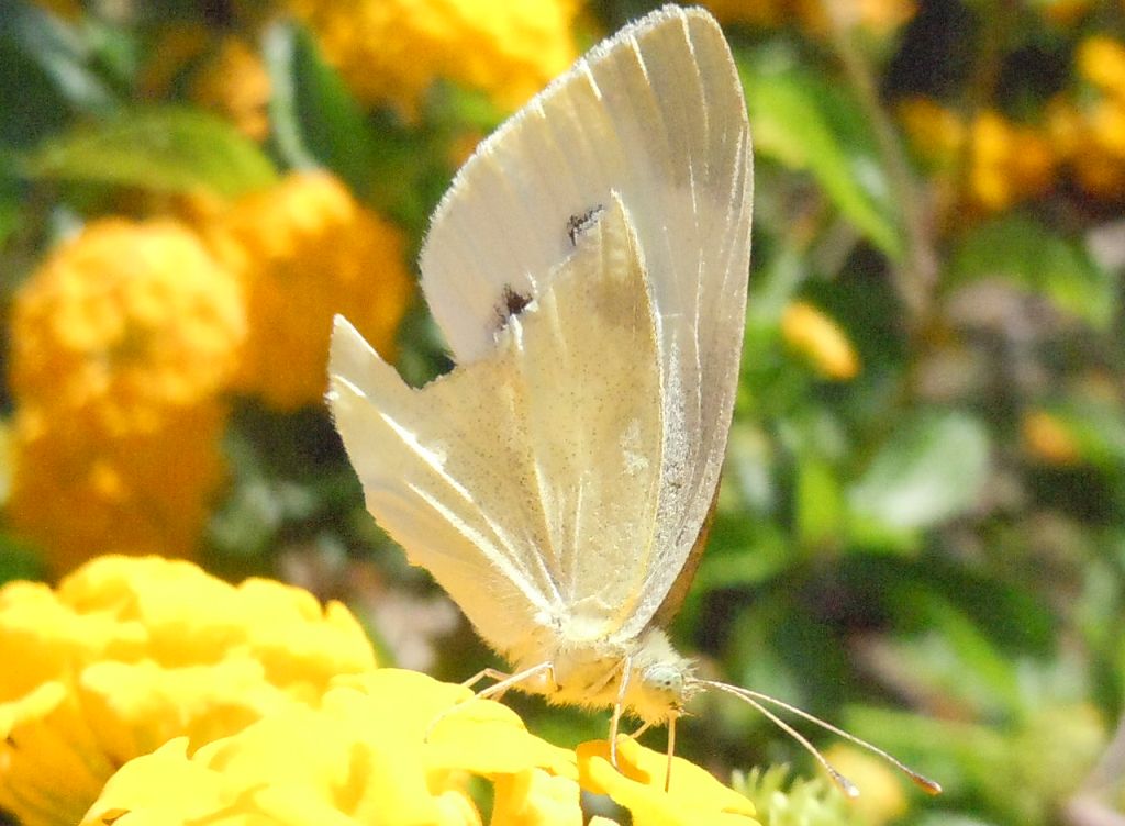 Pieris